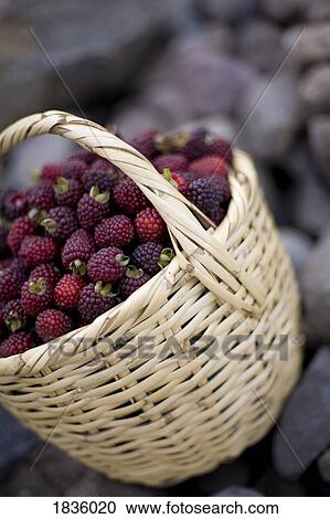 Blackberries in a basket View Large Photo Image Stock Image - Blackberries in a basket. Fotosearch