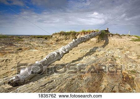 Branch on the ground View Large Photo Image Stock Image - Branch on the ground. Fotosearch
