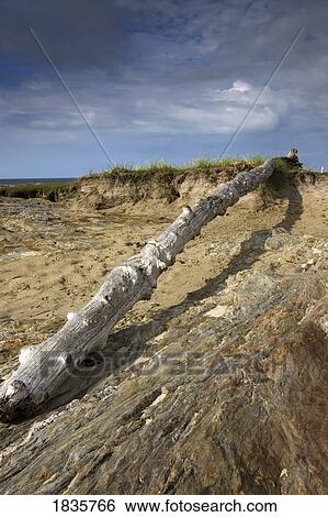 Branch on the ground View Large Photo Image Stock Photograph - Branch on the ground. Fotosearch