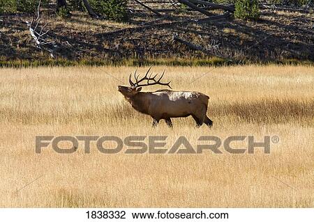 Bull Elk, Yellowstone National Park, near Madison River, Montana, USA View Large Photo Image Stock Image - Bull Elk, Yellowstone National Park, near Madison River, Montana, USA . Fotosearch