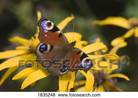Stock Photo - Butterfly (Lepidoptera). Fotosearch