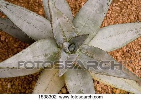 Stock Image - Cactus. Fotosearch