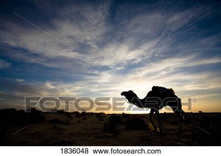 Stock Photo - Camel, Sahara desert, Douz, Tunisia. Fotosearch