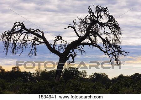Camel thorn tree, Tanzania, Africa View Large Photo Image Stock Image - Camel thorn tree, Tanzania, Africa. Fotosearch