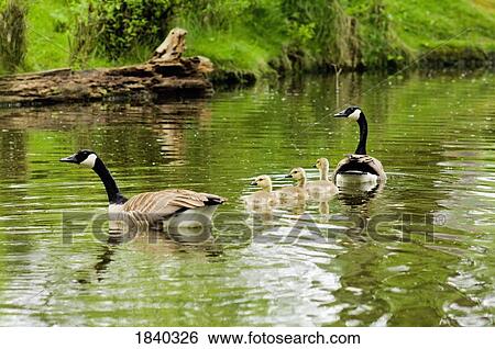 Stock Photograph - Canada Geese and goslings, Crystal Springs Rhododendron Garden, Portland, Oregon, USA. Fotosearch