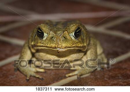Cane toad (Bufo marinus) View Large Photo Image Stock Image - Cane toad (Bufo marinus). Fotosearch