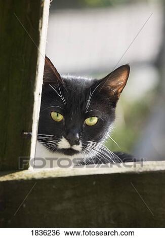 Stock Photograph - Cat. Fotosearch