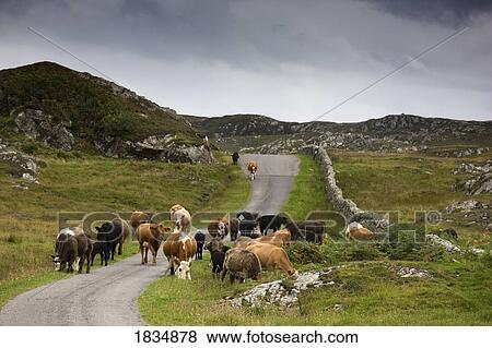 Cattle on a rural road, Scotland View Large Photo Image Stock Photo - Cattle on a rural road, Scotland. Fotosearch