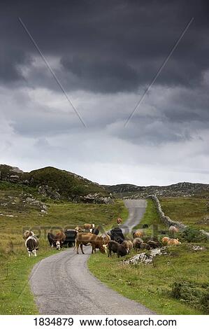 Cattle on a rural road, Scotland View Large Photo Image Stock Photo - Cattle on a rural road, Scotland. Fotosearch
