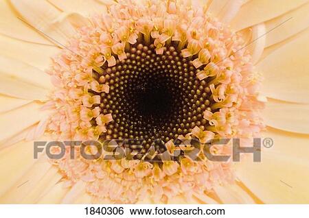 Center of a Gerber daisy View Large Photo Image Stock Photograph - Center of a Gerber daisy . Fotosearch