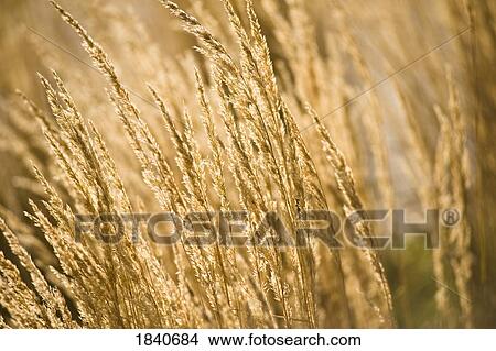 Cereal crop View Large Photo Image Picture - Cereal crop. Fotosearch