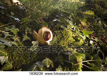 Chestnut on the ground View Large Photo Image Stock Photo - Chestnut on the ground. Fotosearch
