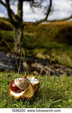 Stock Image - Chestnut. Fotosearch