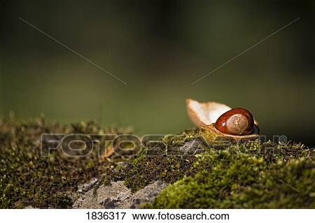 Stock Photo - Chestnut. Fotosearch