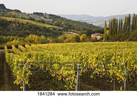 Picture - Chianti, Tuscany, Italy; Vineyard. Fotosearch