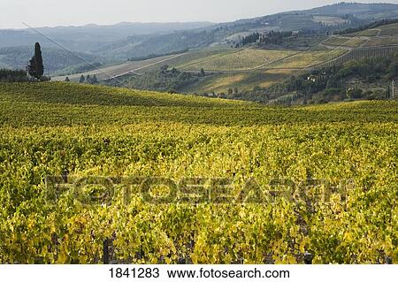 Stock Image - Chianti, Tuscany, Italy; Vineyard. Fotosearch