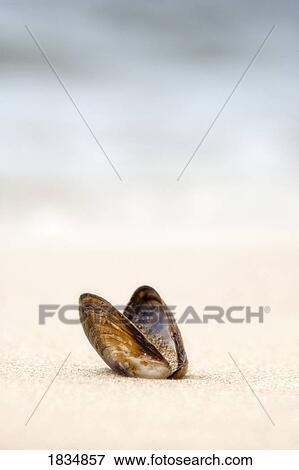 Stock Photo - Clam shell. Fotosearch