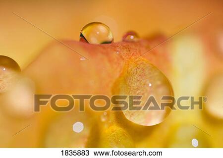 Stock Image - Close up, dew drops. Fotosearch