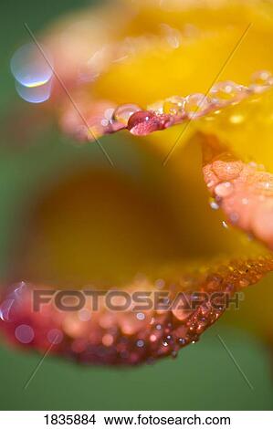 Close up of dew drops View Large Photo Image Picture - Close up of dew drops. Fotosearch