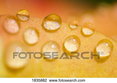 Stock Image - Close up of dew drops. Fotosearch