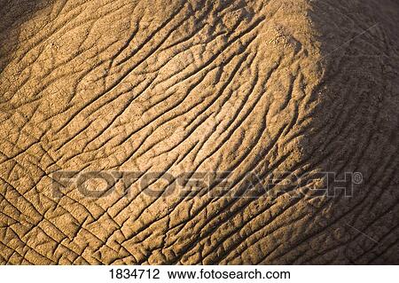 Closeup of elephant skin View Large Photo Image Stock Image - Closeup of elephant skin. Fotosearch