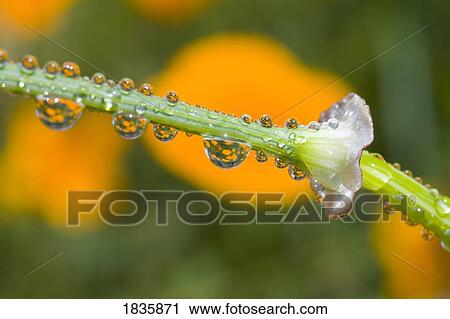 Stock Image - Closeup of water droplets on a poppy flower. Fotosearch