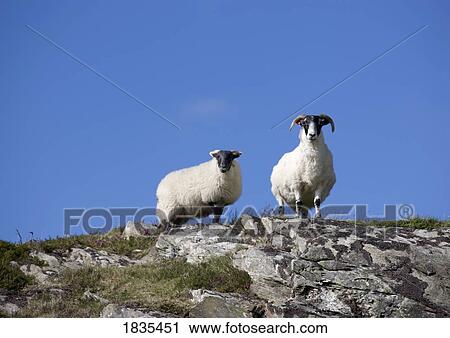 Colonsay, Scotland View Large Photo Image Stock Image - Colonsay, Scotland. Fotosearch