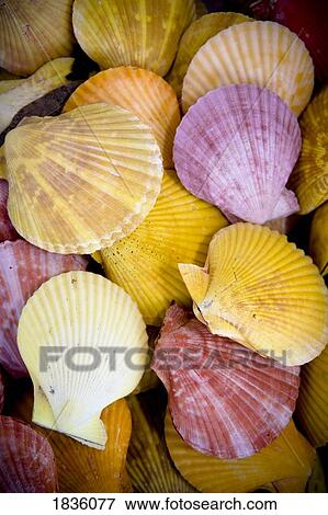 Colorful shells View Large Photo Image Stock Photo - Colorful shells. Fotosearch