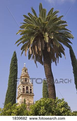Stock Image - Cordoba, Cordoba Province, Spain; Torre del Alminar of the Great Mosque. Fotosearch