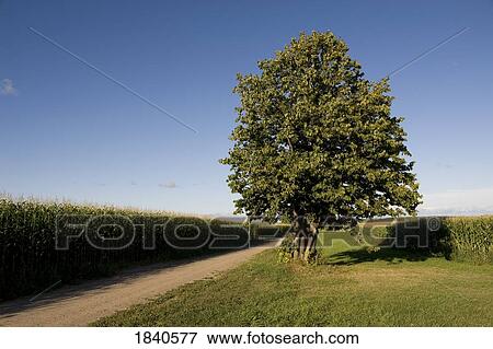 Corn field and tree View Large Photo Image Stock Photo - Corn field and tree. Fotosearch
