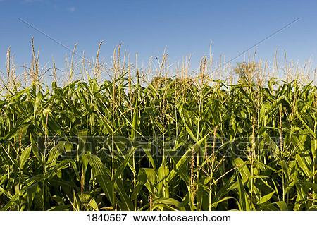 Corn field, Muskoka, Ontario, Canada View Large Photo Image Stock Photo - Corn field, Muskoka, Ontario, Canada. Fotosearch