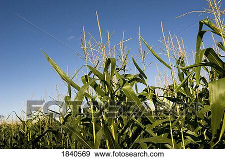 Corn field, Muskoka, Ontario, Canada View Large Photo Image Stock Photo - Corn field, Muskoka, Ontario, Canada. Fotosearch