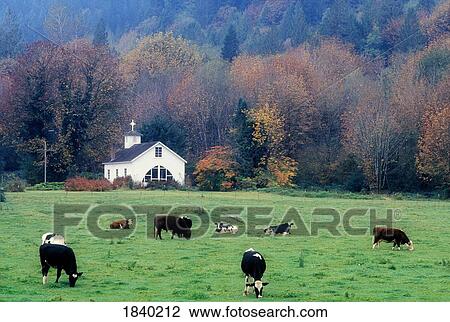 Country church and cows near Rockport, Washington, USA View Large Photo Image Stock Image - Country church and cows near Rockport, Washington, USA . Fotosearch