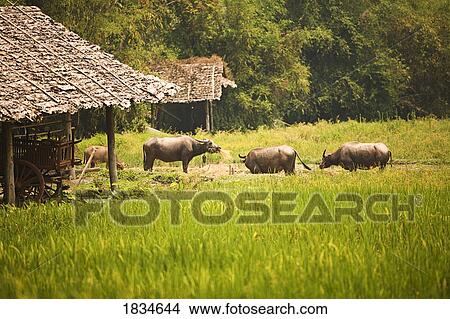 Cows, Tong Luang Village, Chiang Mai, Thailand, Southeast Asia View Large Photo Image Picture - Cows, Tong Luang Village, Chiang Mai, Thailand, Southeast Asia. Fotosearch