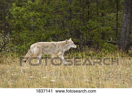 Stock Image - Coyote (Canis latrans), Jasper National Park, Alberta, Canada. Fotosearch