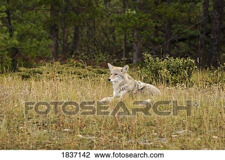 Coyote (Canis Latrans), Jasper National Park, Alberta, Canada View Large Photo Image Stock Image - Coyote (Canis Latrans), Jasper National Park, Alberta, Canada. Fotosearch