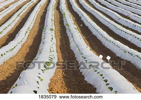 Stock Photo - Crops being cultivated under plastic . Fotosearch