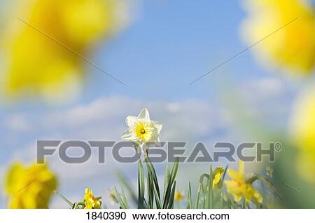 Stock Image - Daffodils in bloom, Portland, Oregon, USA . Fotosearch
