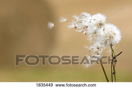 Dandelion fluff View Large Photo Image Stock Photo - Dandelion fluff. Fotosearch