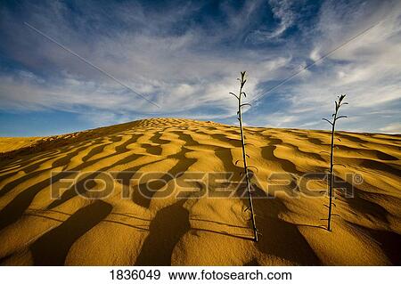 Desert sand, Sahara desert, Douz, Tunisia View Large Photo Image Stock Photo - Desert sand, Sahara desert, Douz, Tunisia. Fotosearch