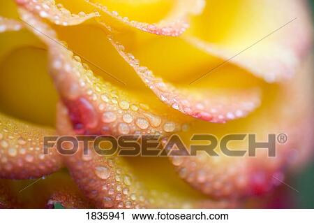 Stock Image - Dew drops on a rose. Fotosearch