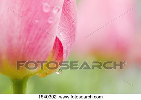 Stock Image - Dew on a tulip. Fotosearch