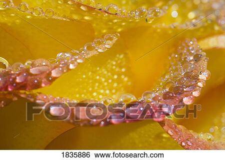 Dew on flower petals View Large Photo Image Stock Photograph - Dew on flower petals. Fotosearch