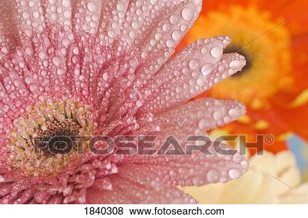 Stock Photo - Dewdrops on Gerber daisies . Fotosearch