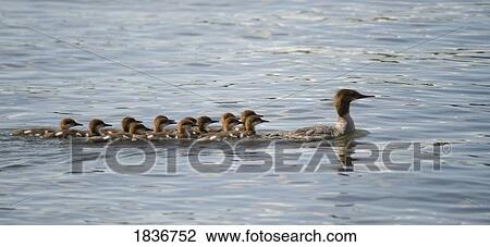 Duck and ducklings swimming in a row View Large Photo Image Stock Image - Duck and ducklings swimming in a row. Fotosearch