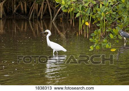 Stock Image - Egret, Ding Darling National Wildlife Refuge, Sanibel Island, Florida, USA . Fotosearch