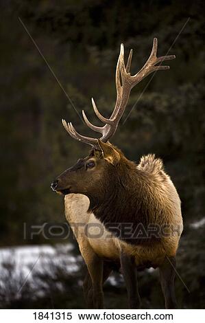 Elk (Cervus Canadensis); Bull elk looking to the side View Large Photo Image Stock Photography - Elk (Cervus Canadensis); Bull elk looking to the side. Fotosearch