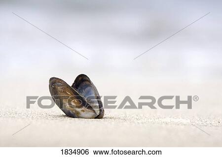 Empty shell on the sand View Large Photo Image Stock Photograph - Empty shell on the sand. Fotosearch