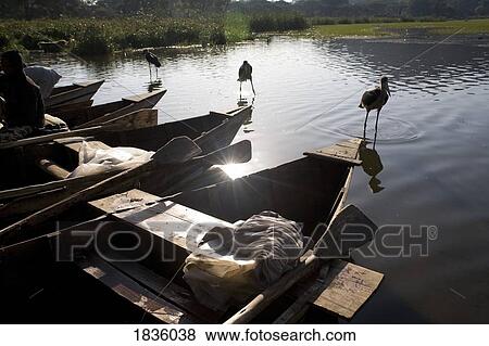 Ethiopia, Africa; Marabou Storks (Leptoptilos crumeniferus) near boats View Large Photo Image Stock Photo - Ethiopia, Africa; Marabou Storks (Leptoptilos crumeniferus) near boats. Fotosearch