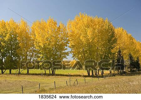 Picture - Fall colors. Fotosearch